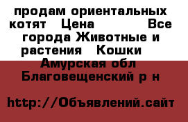 продам ориентальных котят › Цена ­ 5 000 - Все города Животные и растения » Кошки   . Амурская обл.,Благовещенский р-н